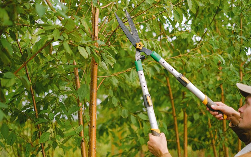 Tree trimming in Sartell, MN
